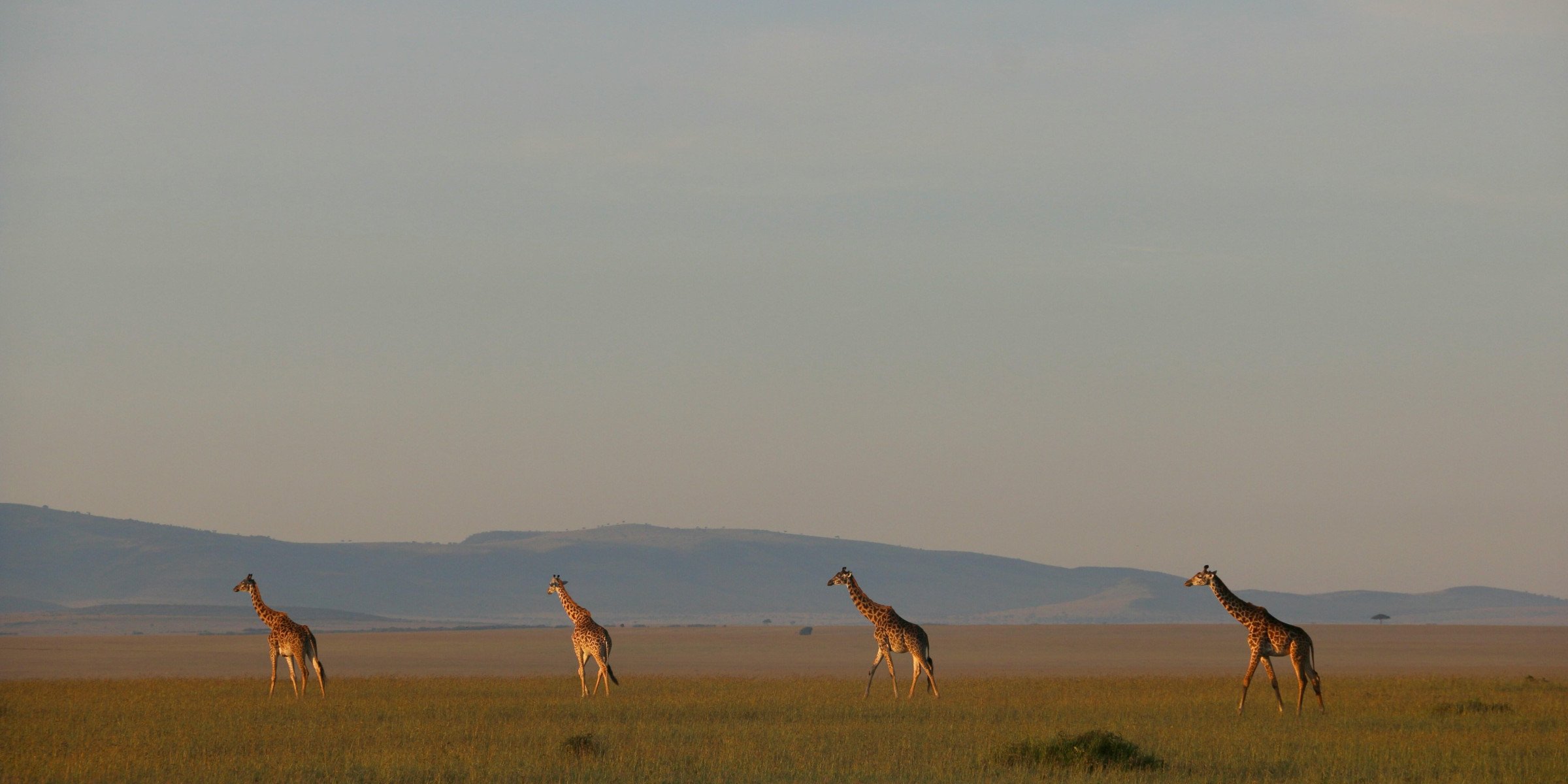 masai-mara-hoofdfoto-safari-kenia