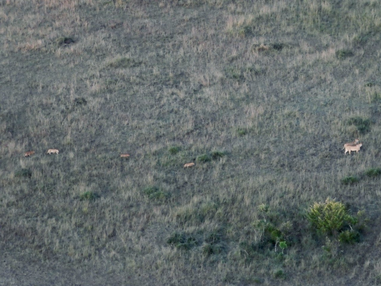 uitzicht-safari-leeuwen-luchtballon-masai-mara