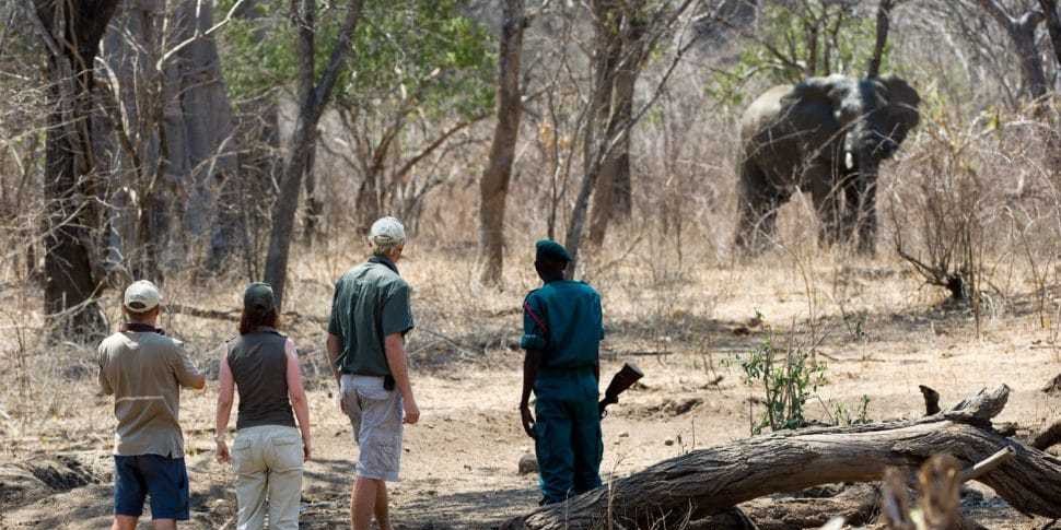 safari-malawi-olifant