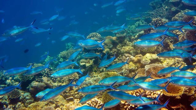 mauritius-te-zee-vis
