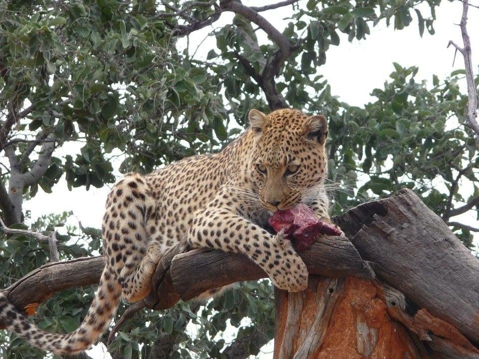 luipaard-namibië-hoofdfoto