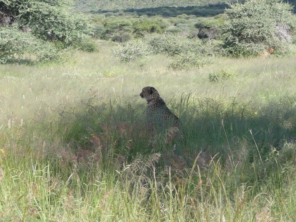 luipaard-wildlife-namibië