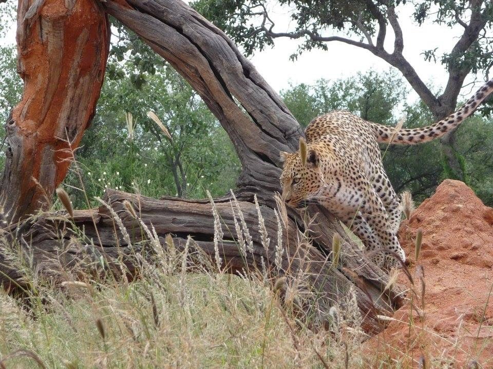 namibië-luipaard-in-actie