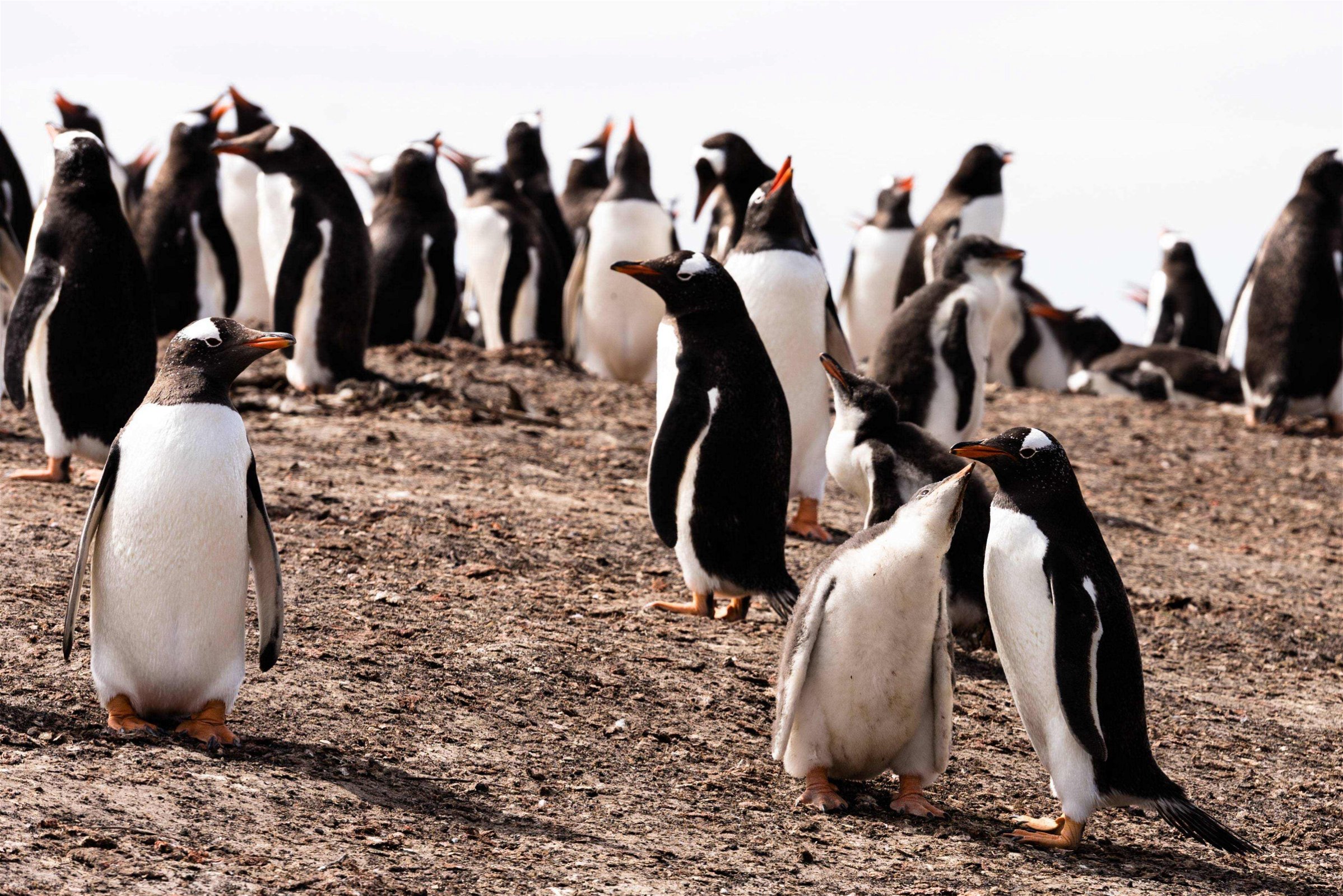 antarctica-pinguins