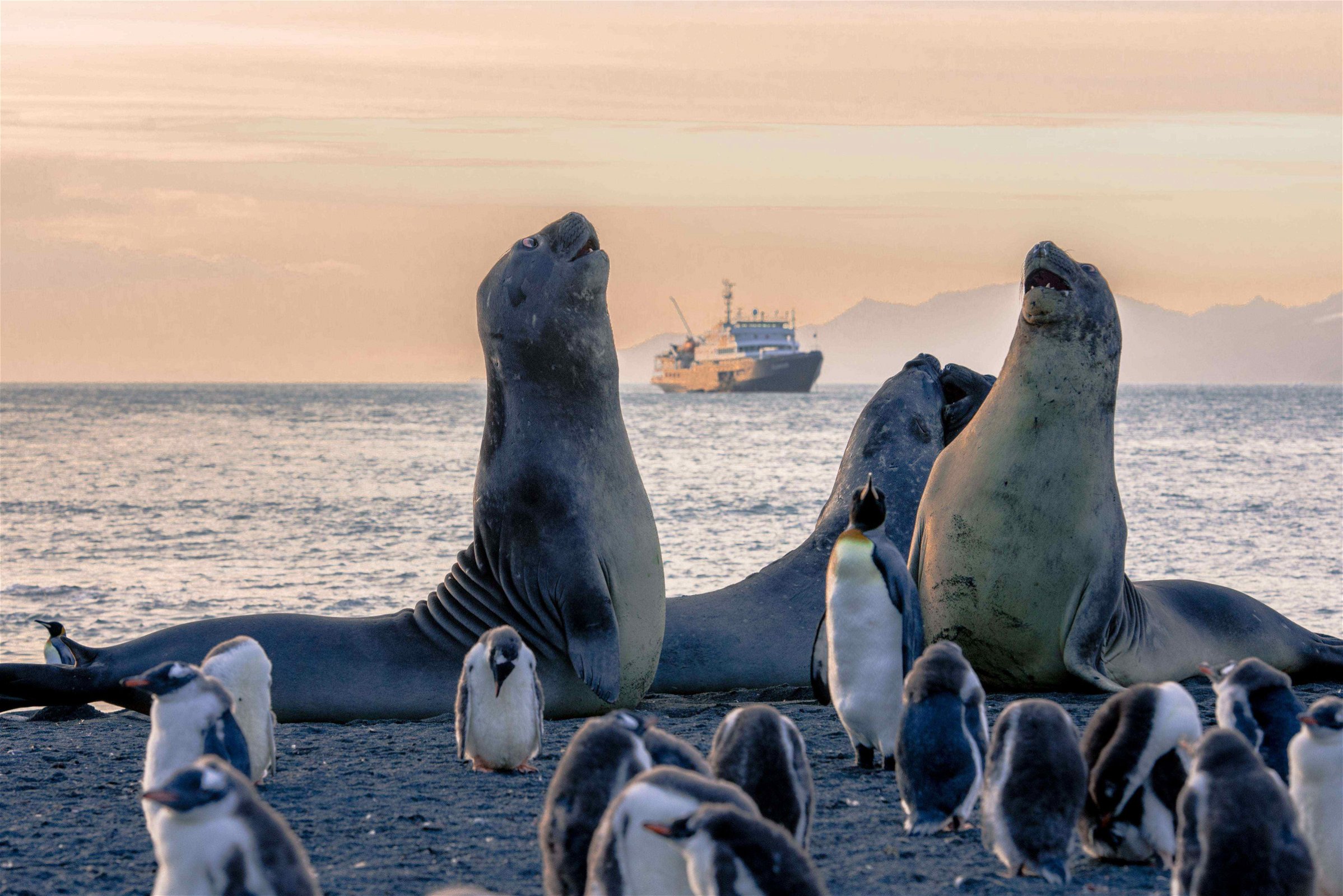 antarctica-strand-pinguins