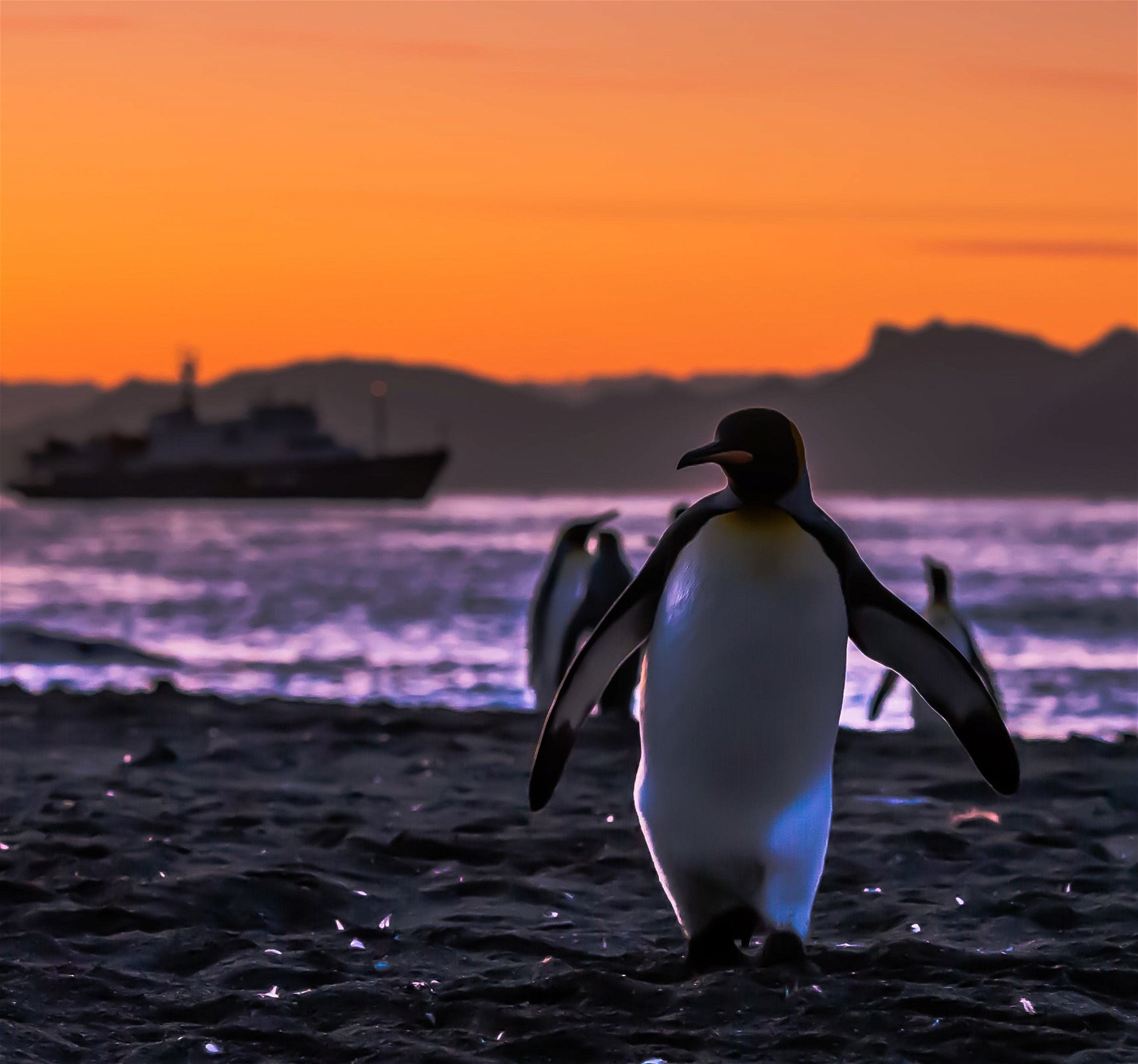 antarctica-zonsondergang-pinguins