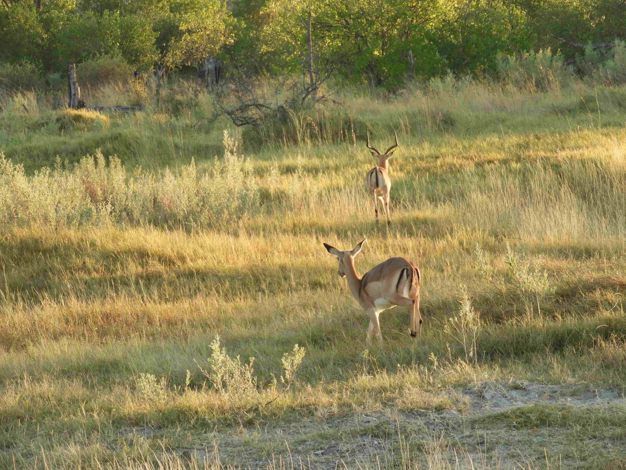 dieren-botswana-wildlife