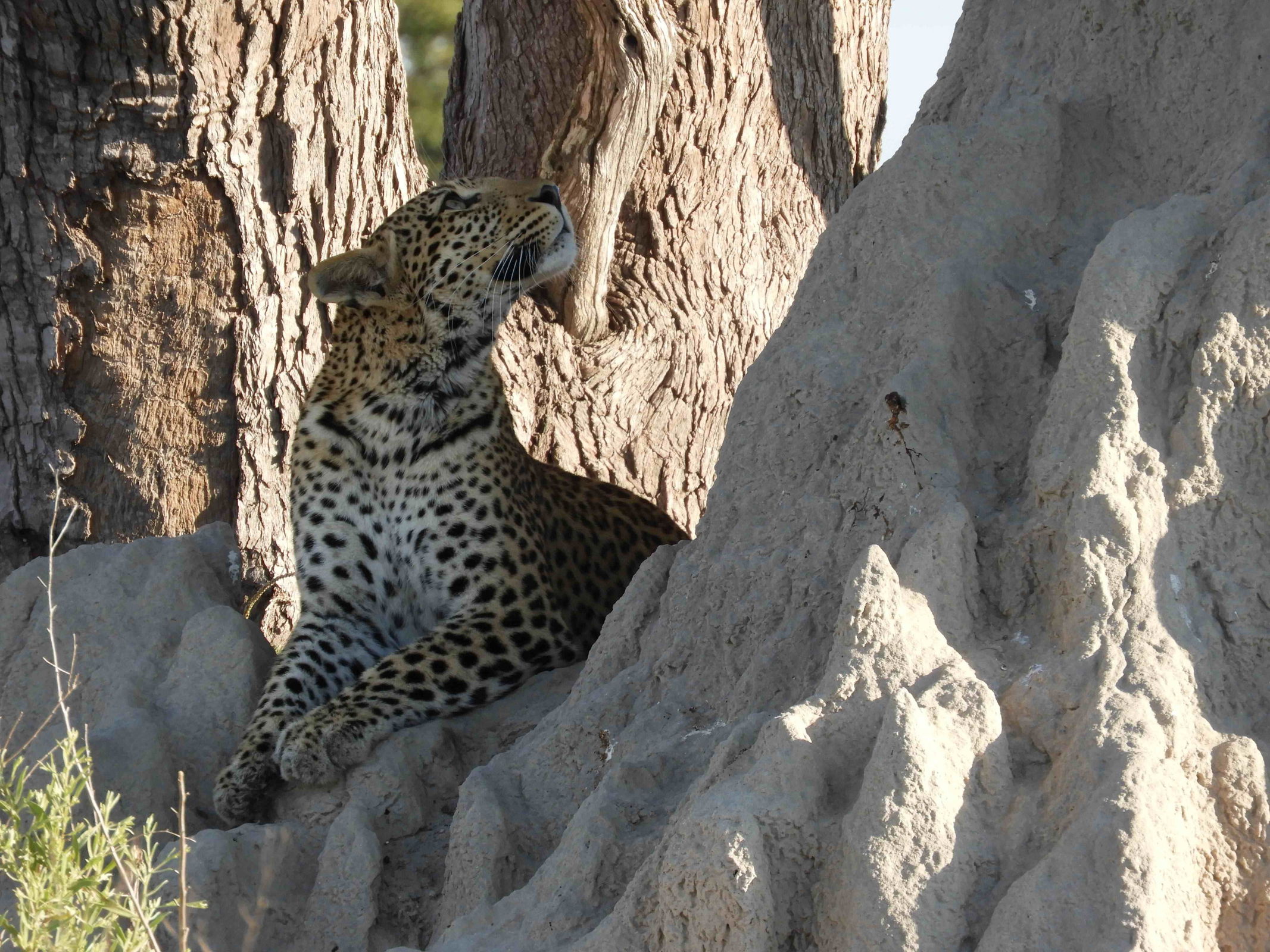 luipaard-op-rots-botswana