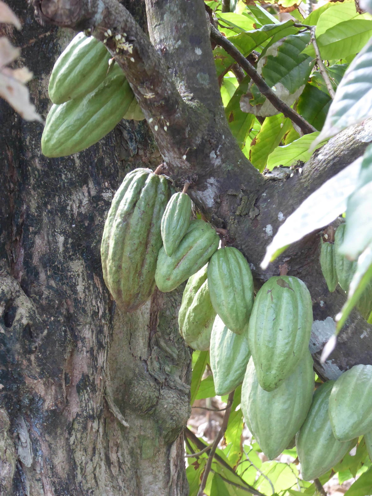 planten-cuba