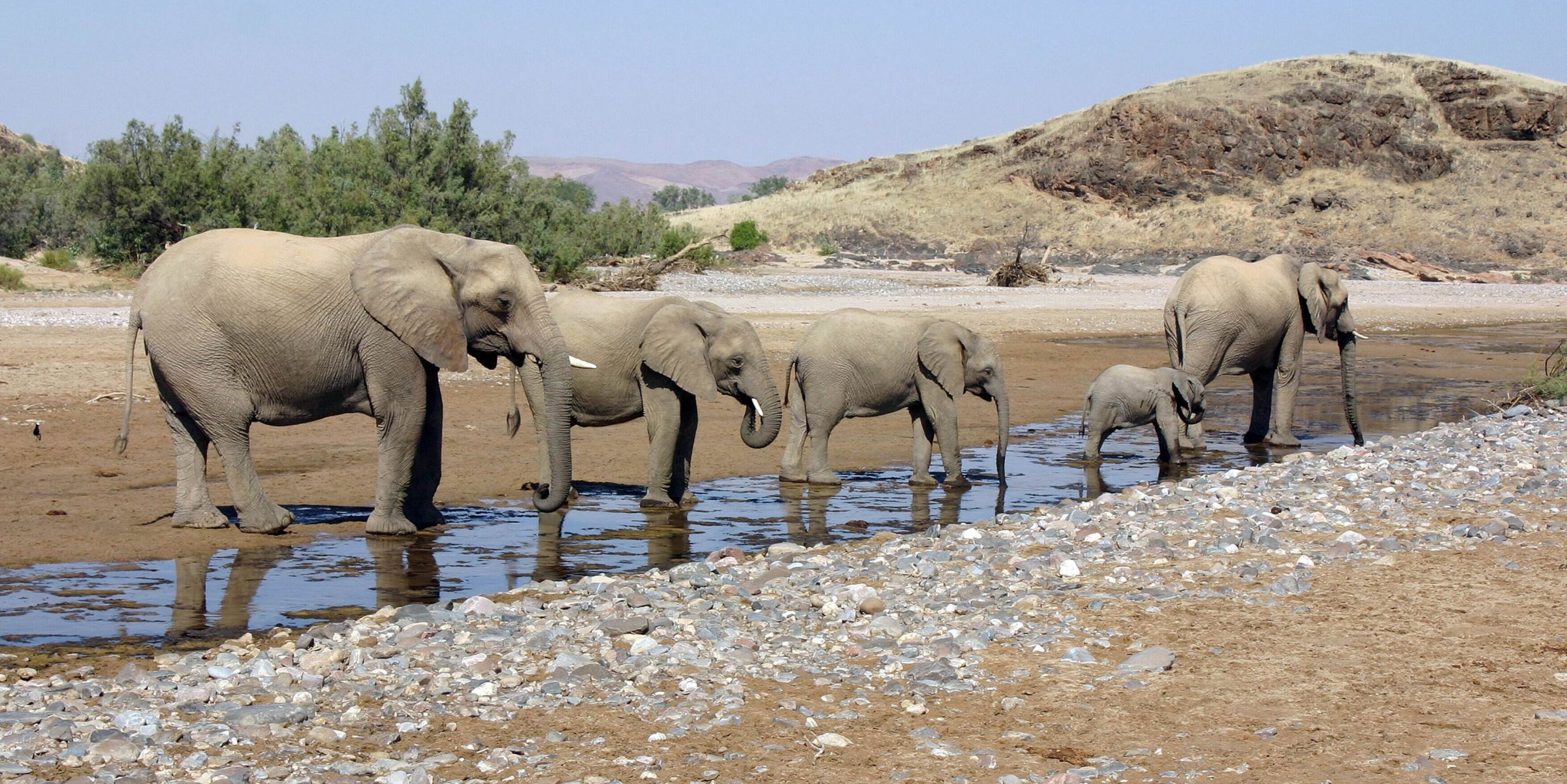 namibië-woestijnolifant