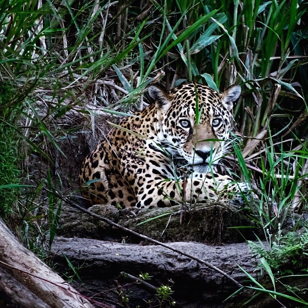 jaguar-peru-zuid-amerika
