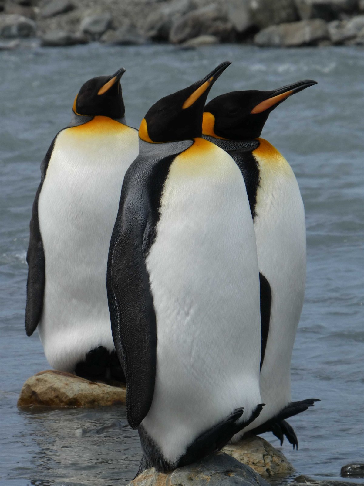 pinguins-south-georgia