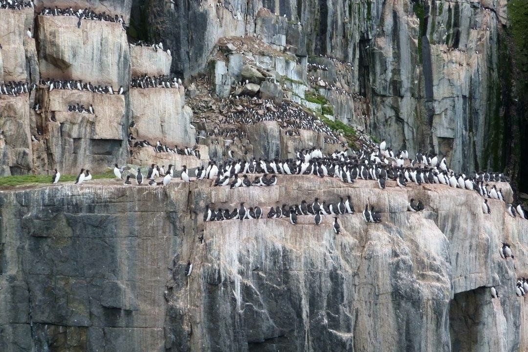 pinguins-spitsbergen