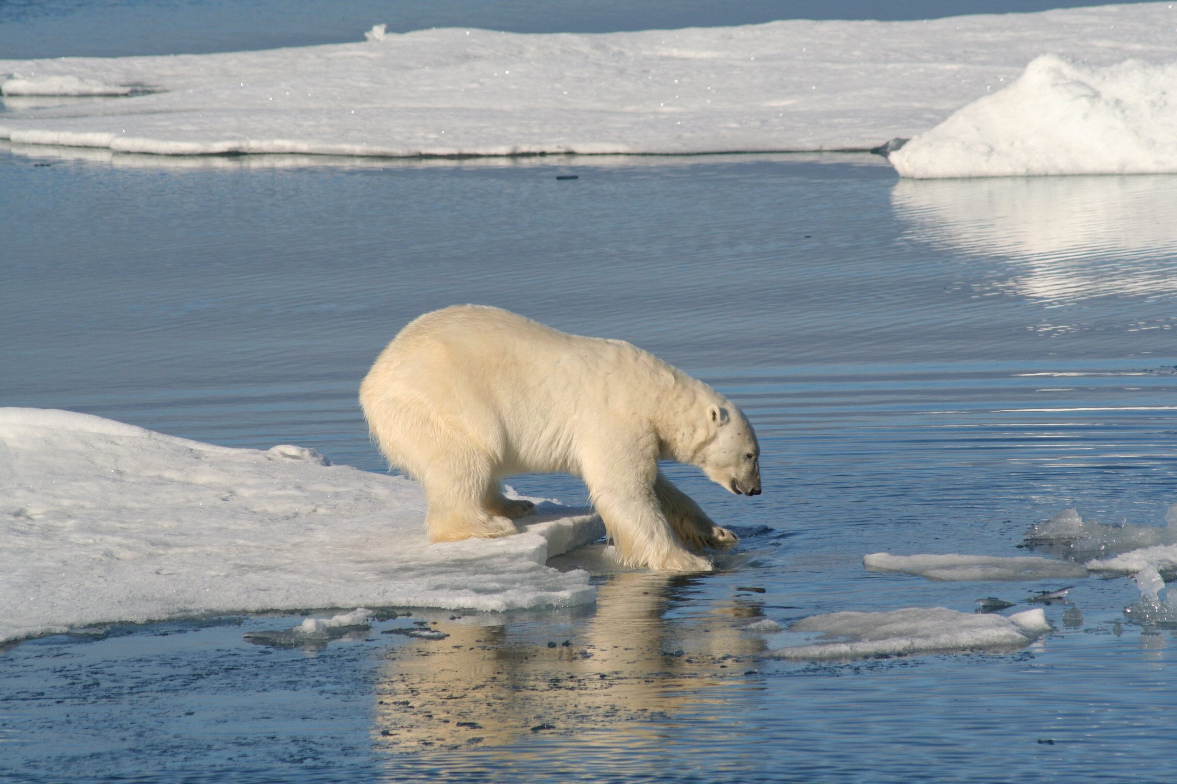 ijsbeer-op-ijsschots-spitsbergen