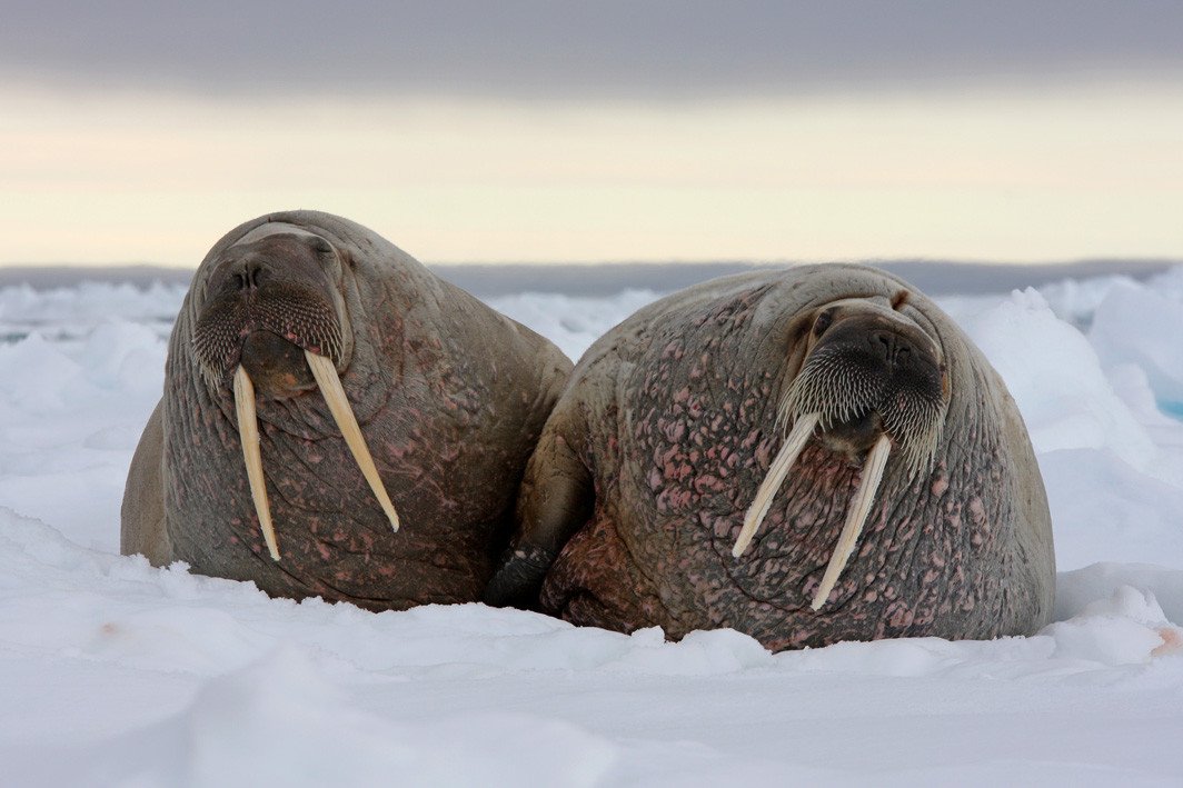 walrussen-op-ijs-spitsbergen