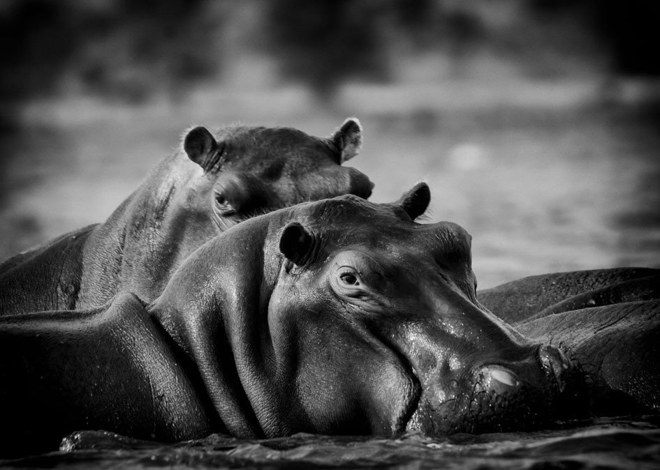 nijlpaard-kanosafari-zimbabwe
