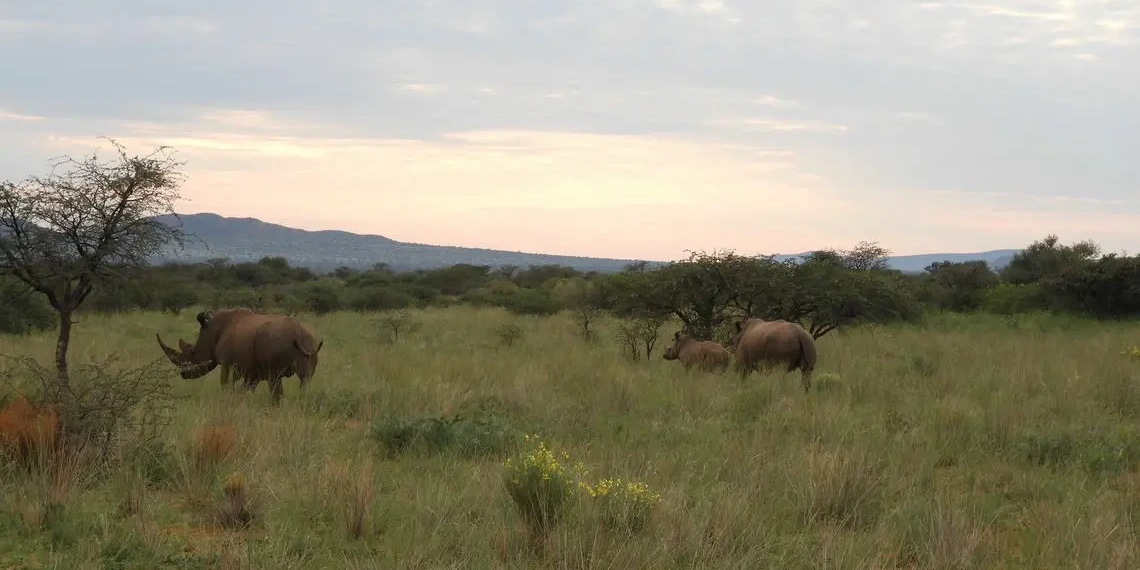 Zuid-Afrika Neushoorns