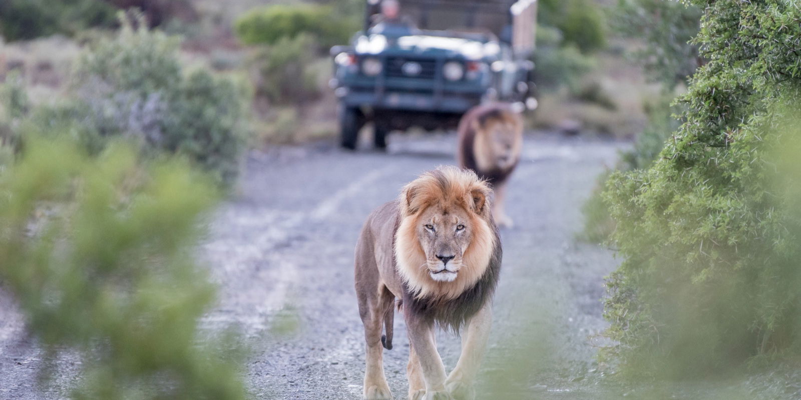 Leeuwen voor een jeep - Zuid-Afrika
