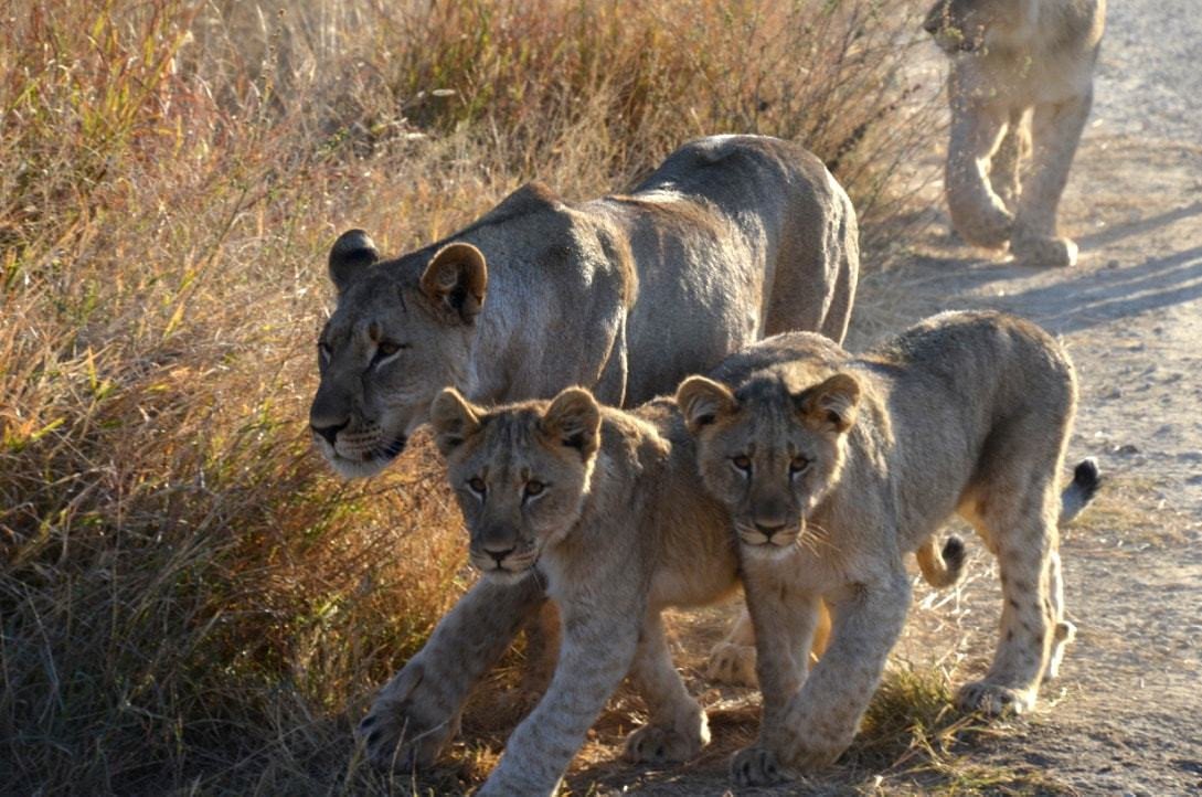 zuid-afrika-leeuw-welp-safari-gezinsreis
