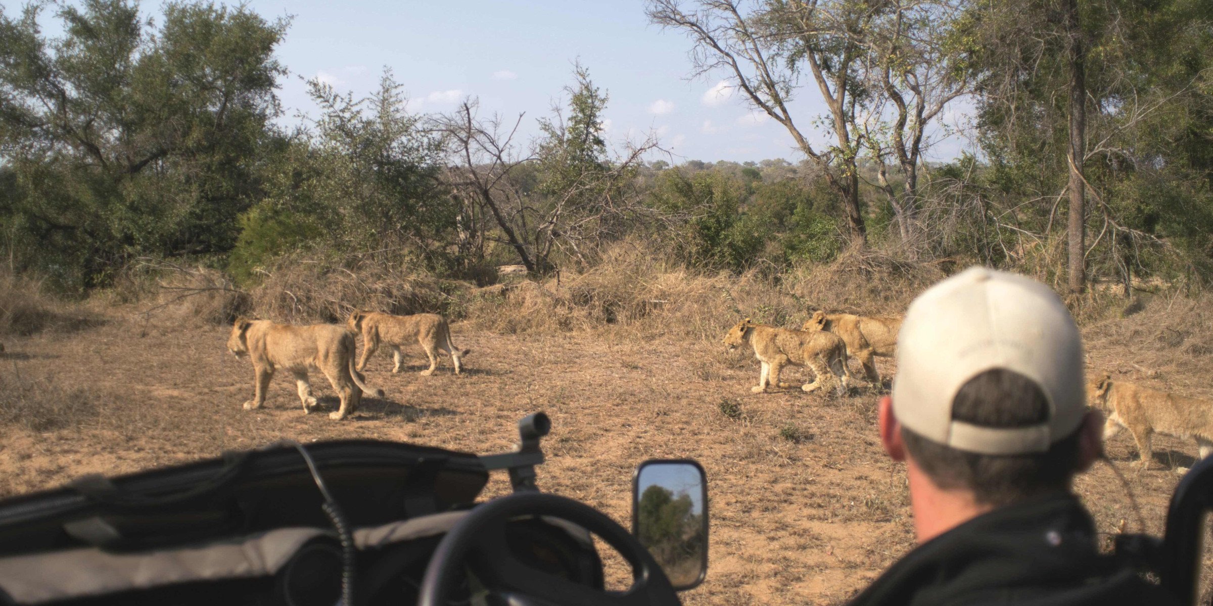 zuid-afrika-leeuwen-vanuit-auto