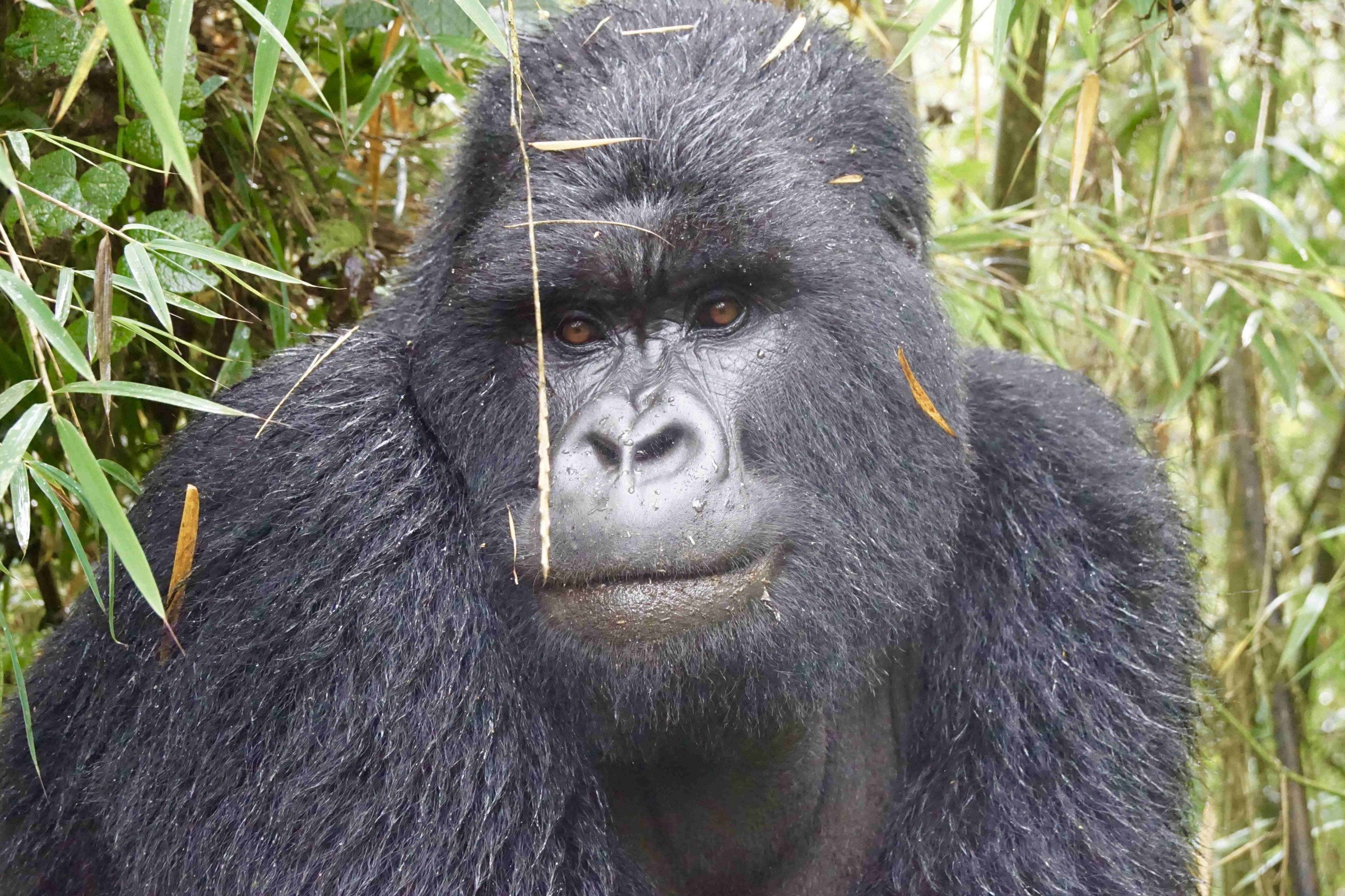 gorilla-rwanda-dichtbij