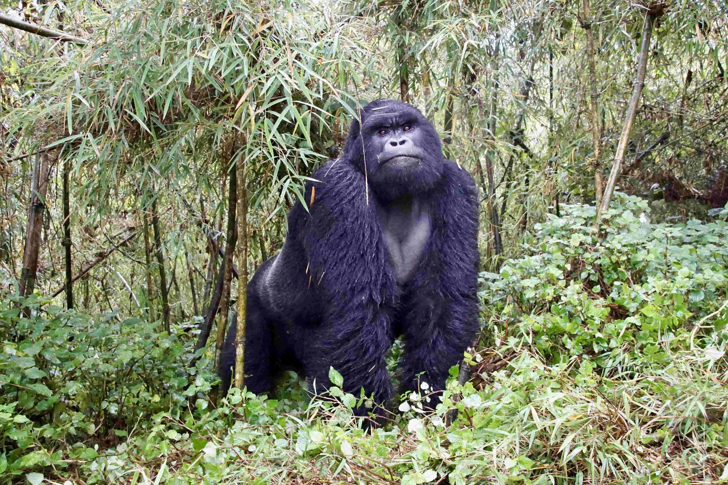 gorilla-rwanda-volledig