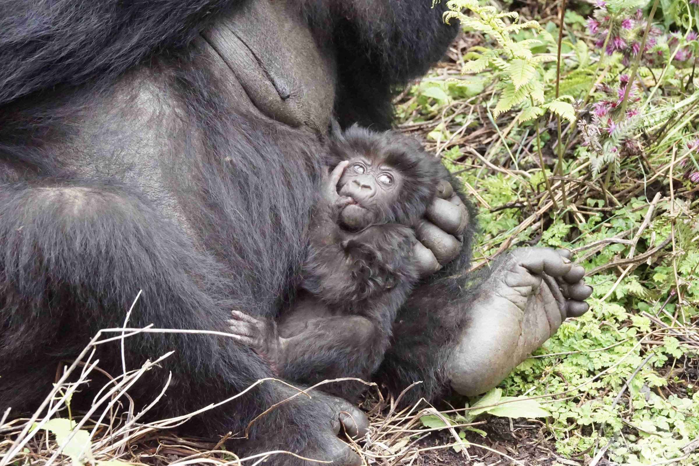 rwanda-baby-gorilla