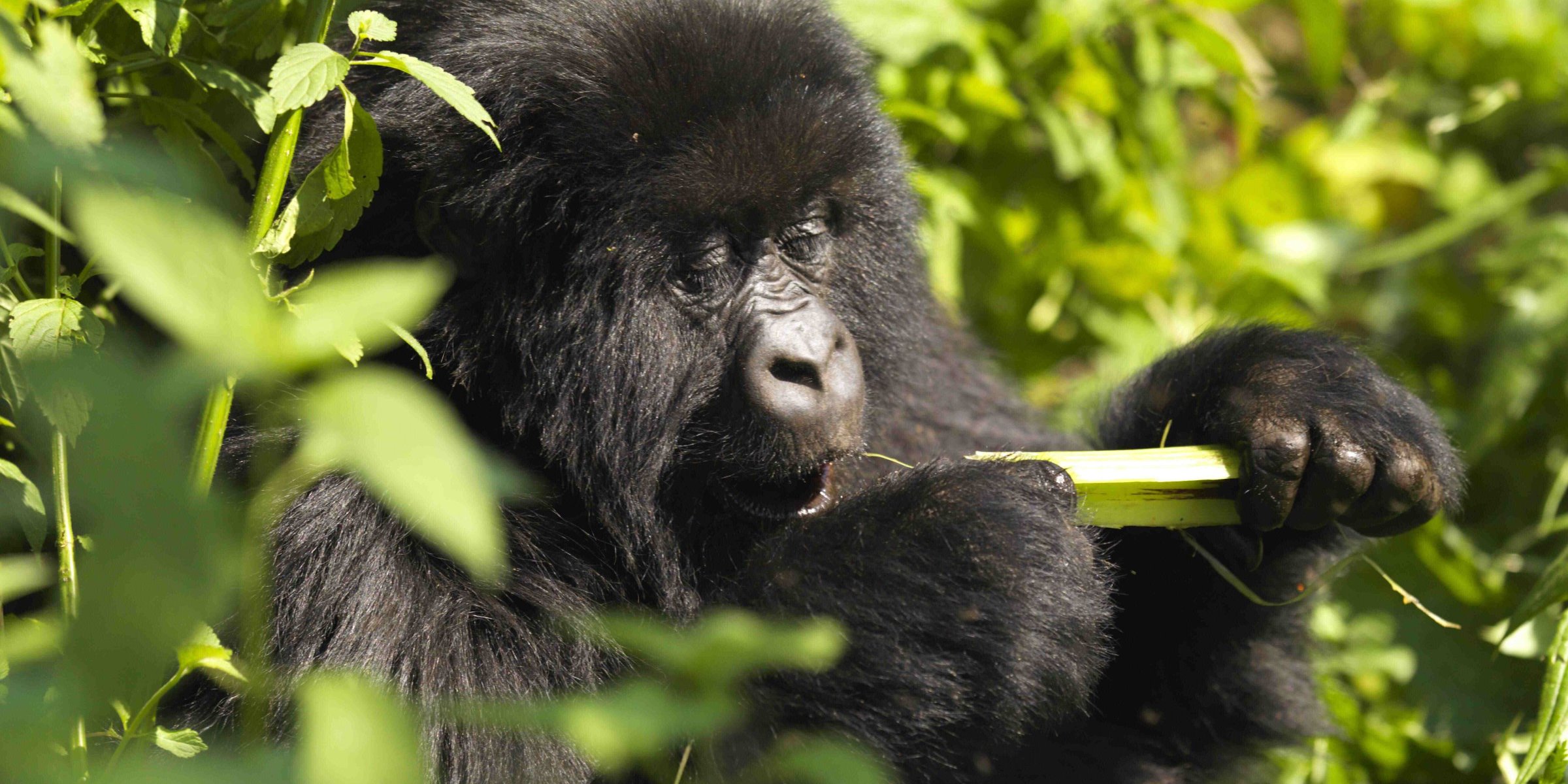 rwanda-gorilla-walhalla