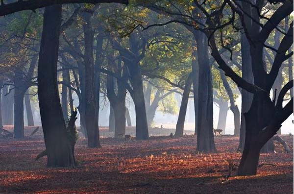 Zambia-South-Luangwa-Ebony-Grove