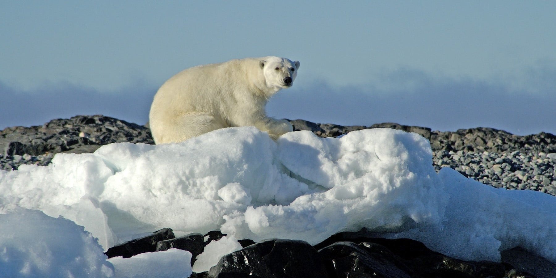 ijsbeer-gespot-spitsbergen
