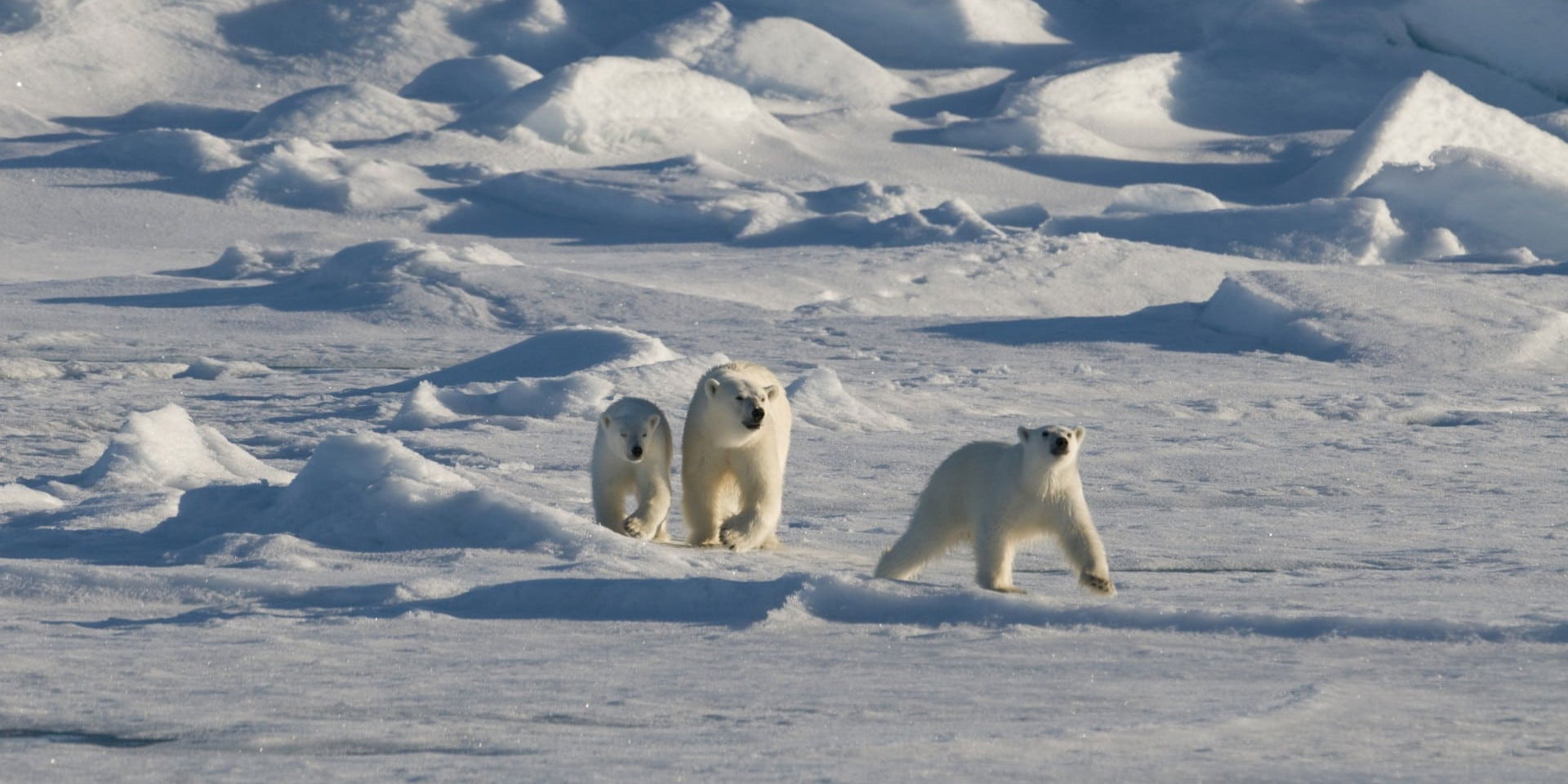 spitsbergen-groep-ijsberen