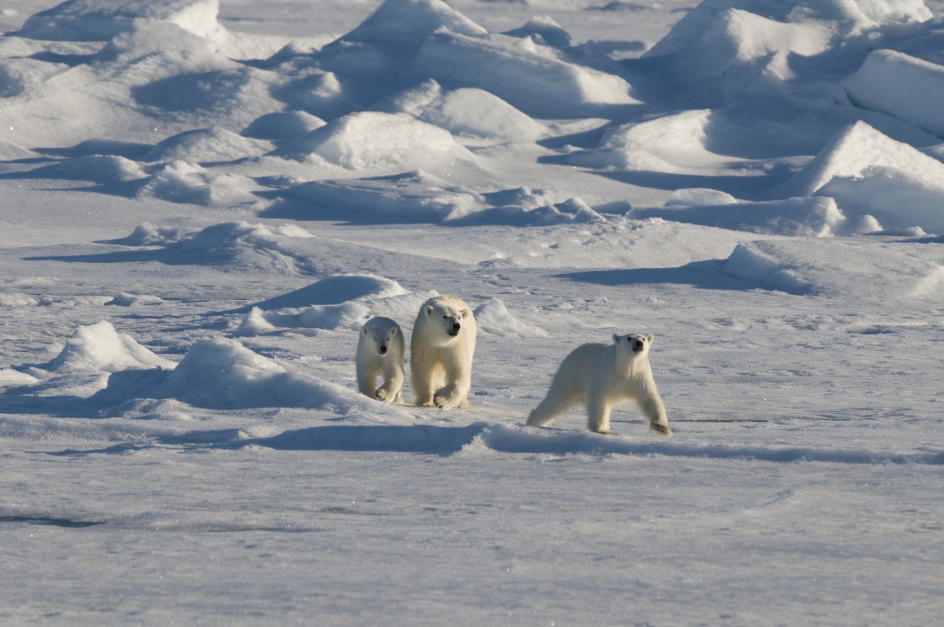 spitsbergen-groep-ijsberen