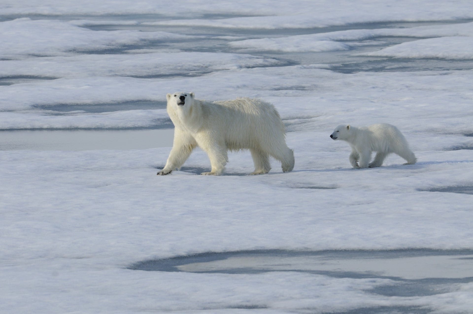 spitsbergen-ijsberen