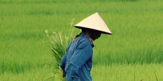 rijstvelden-vietnam
