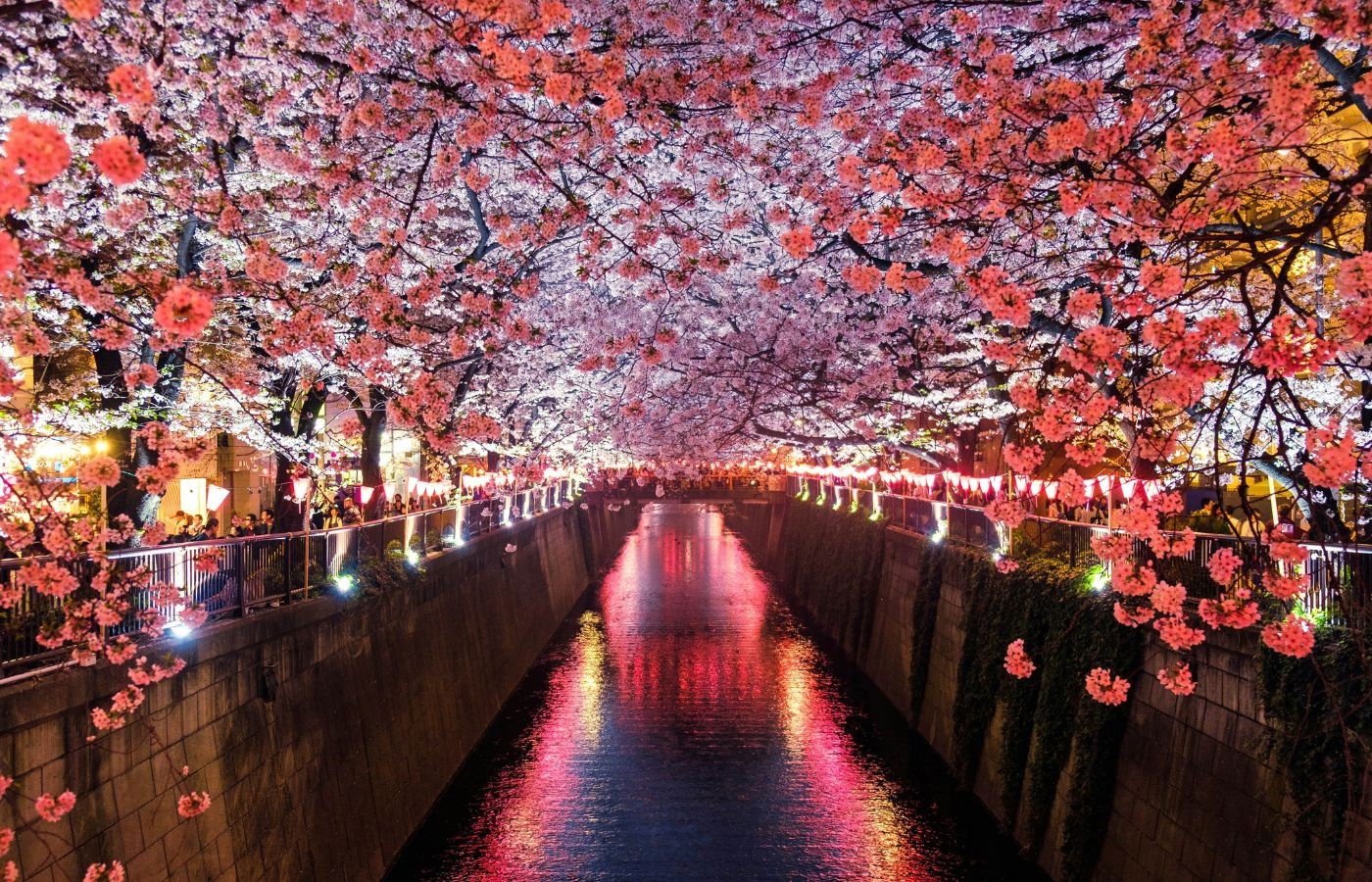 Bloesem Japan 2025