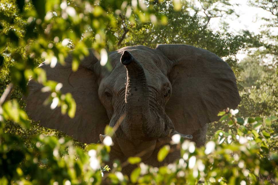 zimbabwe-hwange-national-park-waldelsafari-olifant