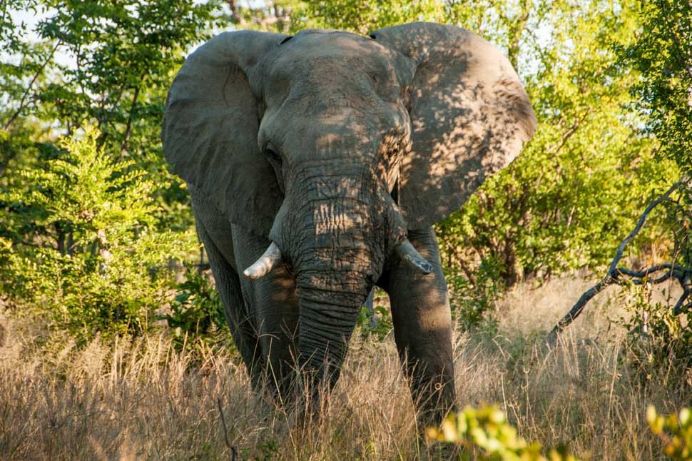 zimbabwe-hwange-national-park-waldelsafari-olifant