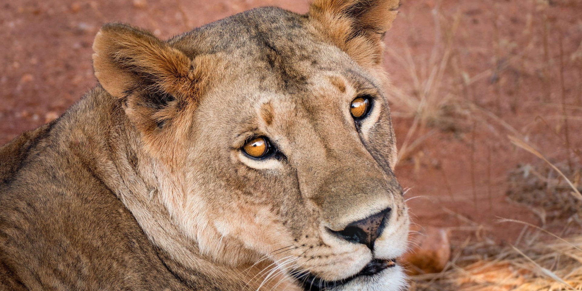 leeuwin-wild-close-up