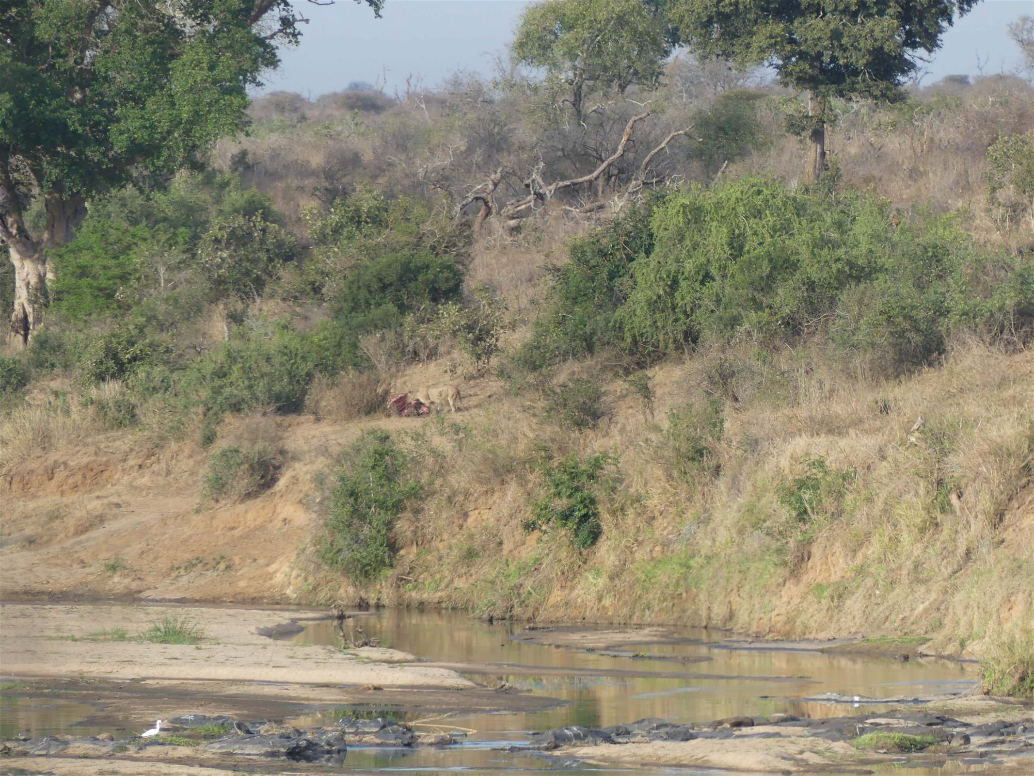 zuid-afrika-wandelsafari-in-het-krugerpark-leeuw-jagen