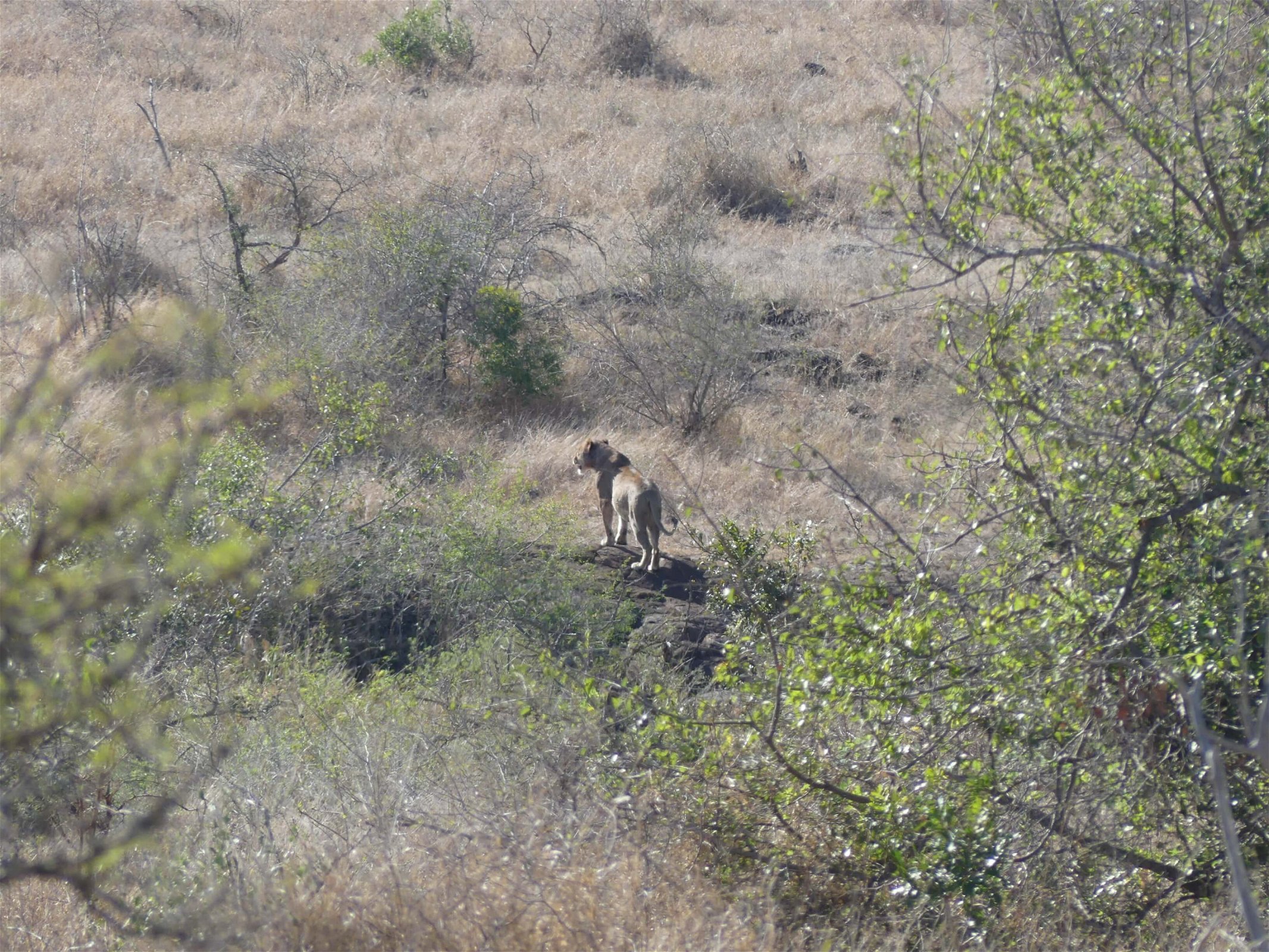 zuid-afrika-wandelsafari-in-het-krugerpark-leeuw