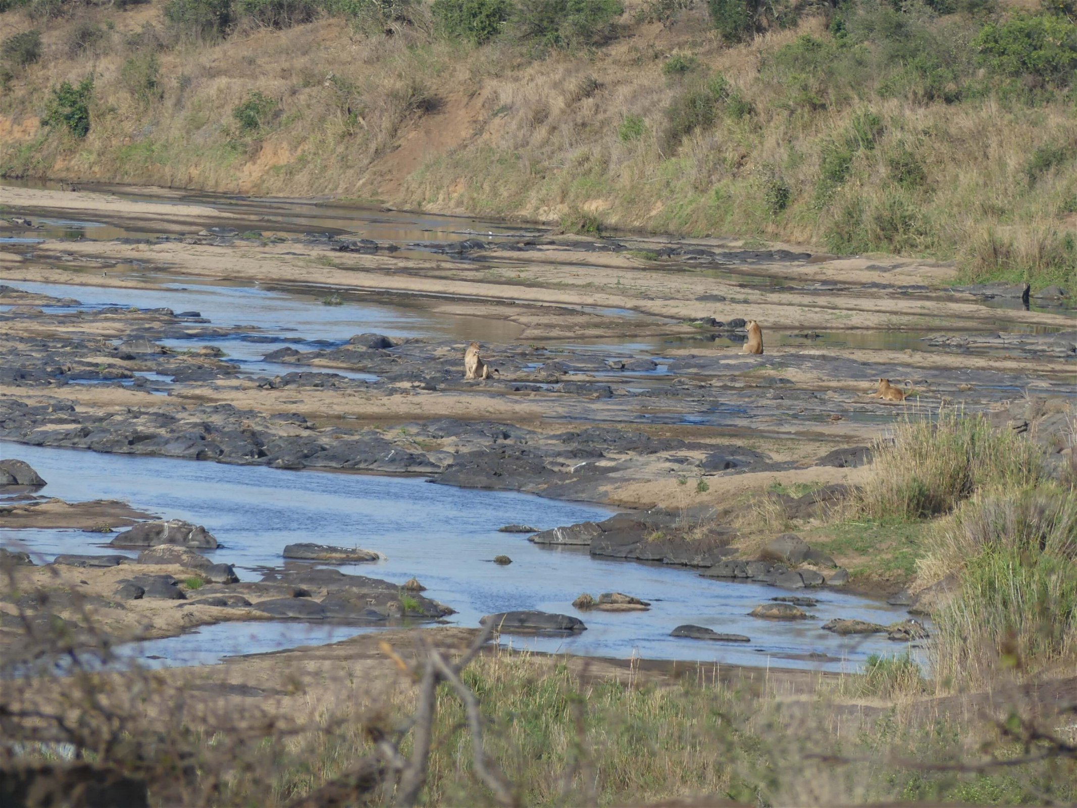 zuid-afrika-wandelsafari-in-het-krugerpark-leeuwen-spotten