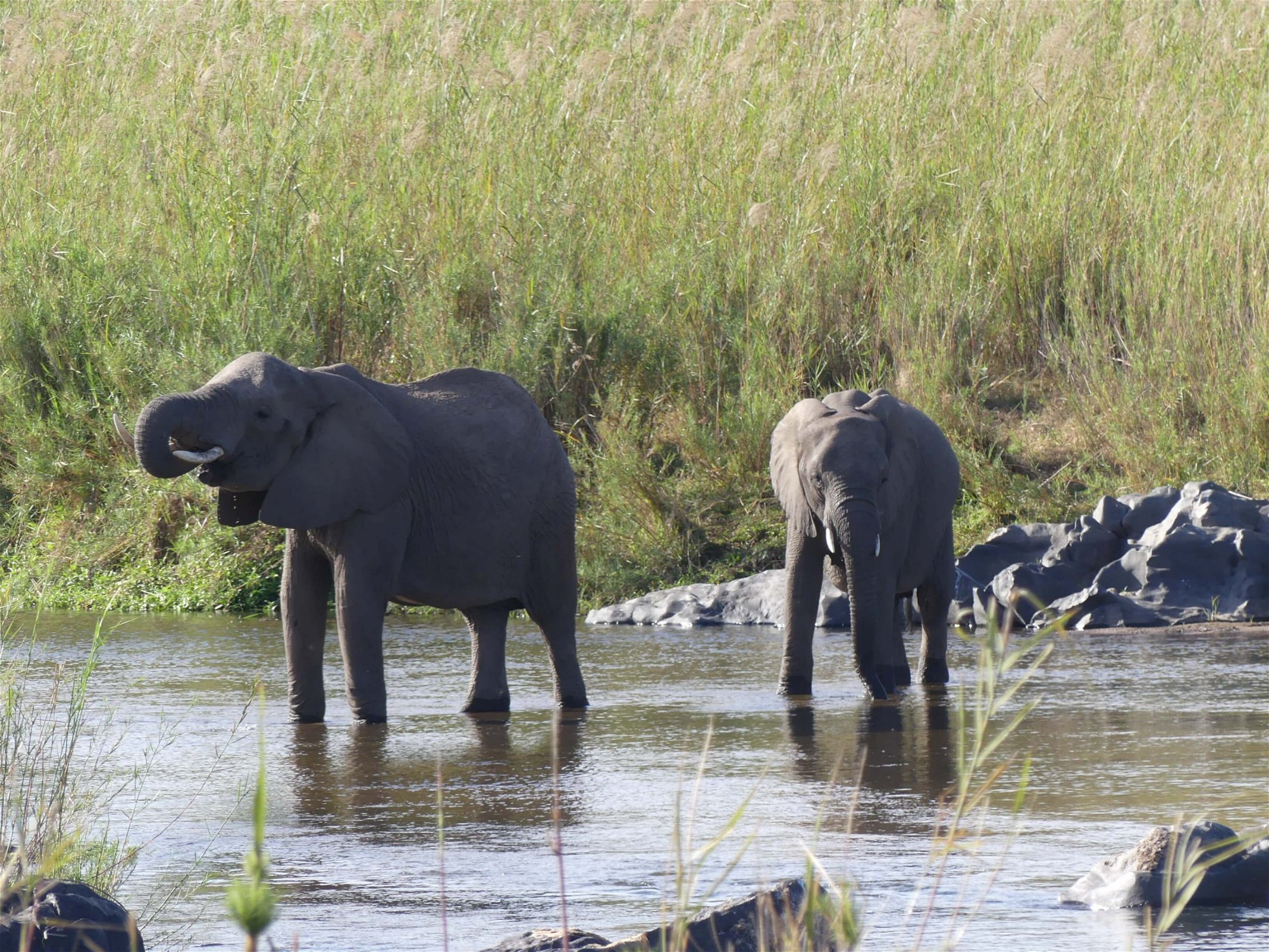 zuid-afrika-wandelsafari-in-het-krugerpark-olifanten-dichtbij