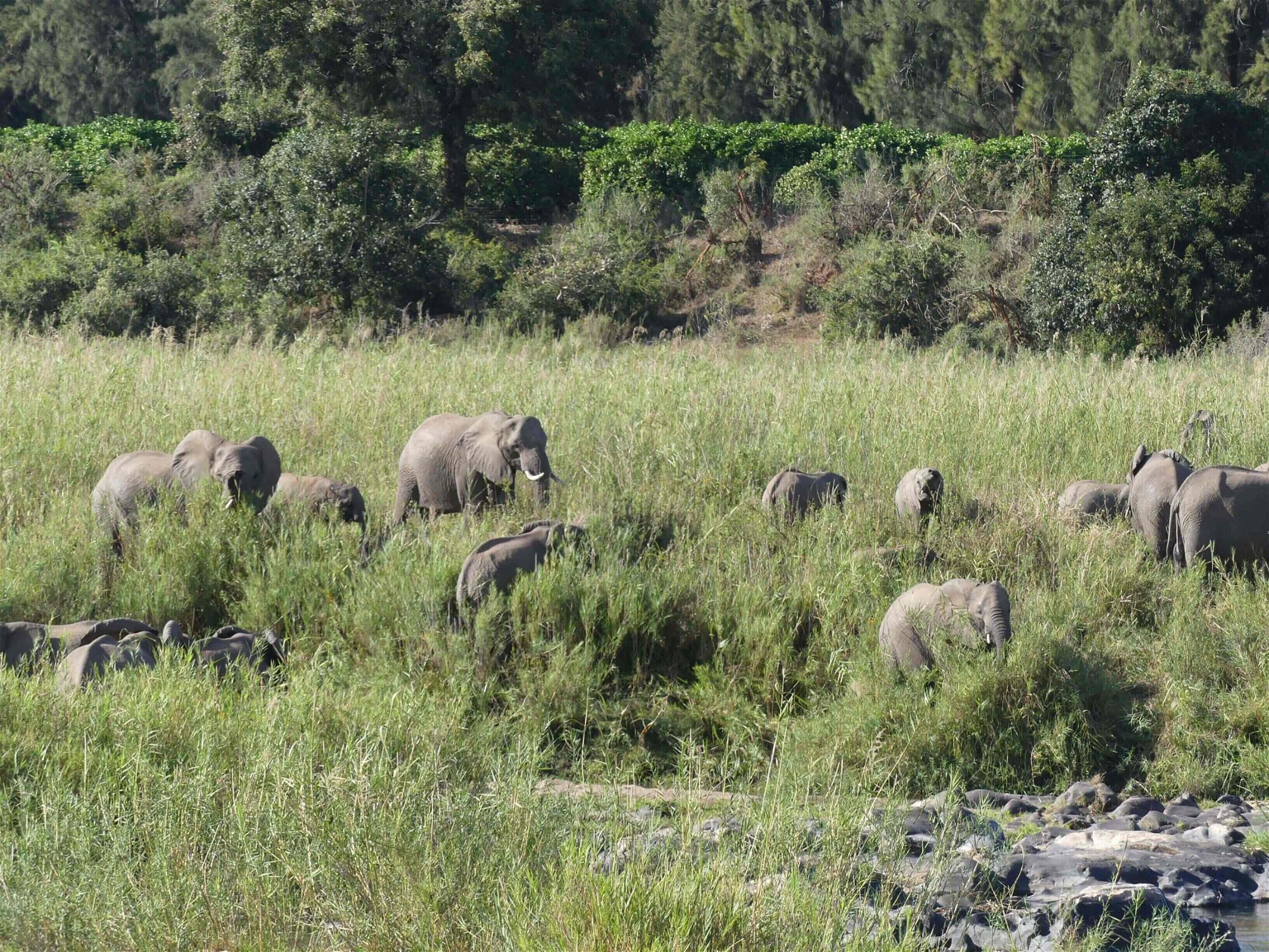 zuid-afrika-wandelsafari-in-het-krugerpark-olifanten
