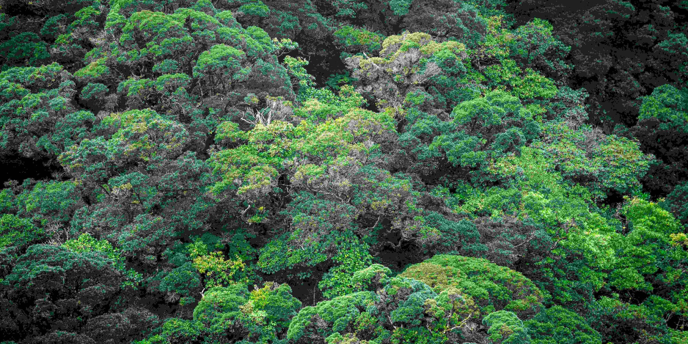 hoofdfoto-regenwoud-costa-rica-zuid-amerika