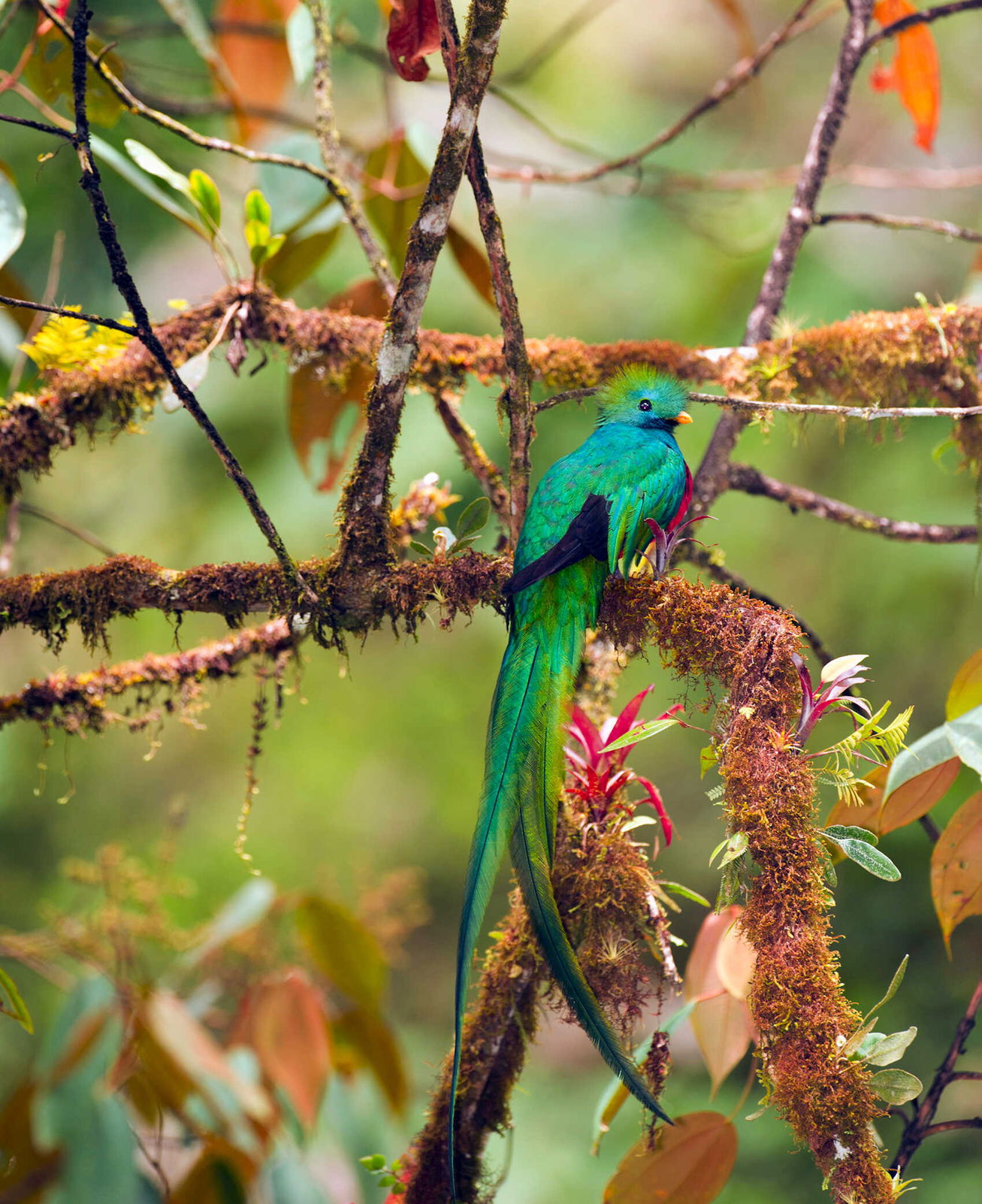 de-kleurrijke-quetzal