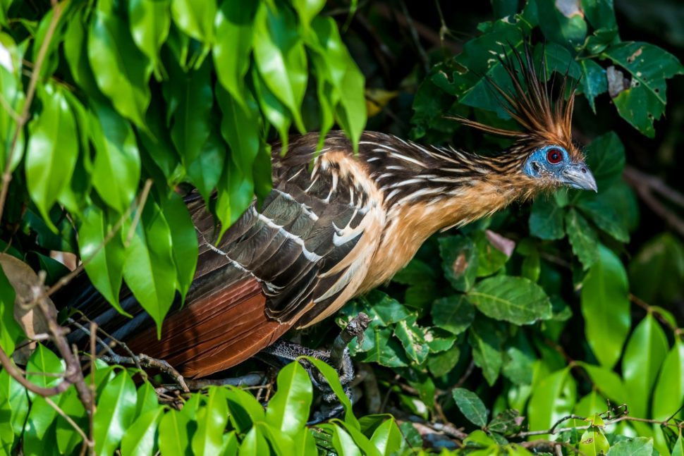 de-fraaie-hoatzin