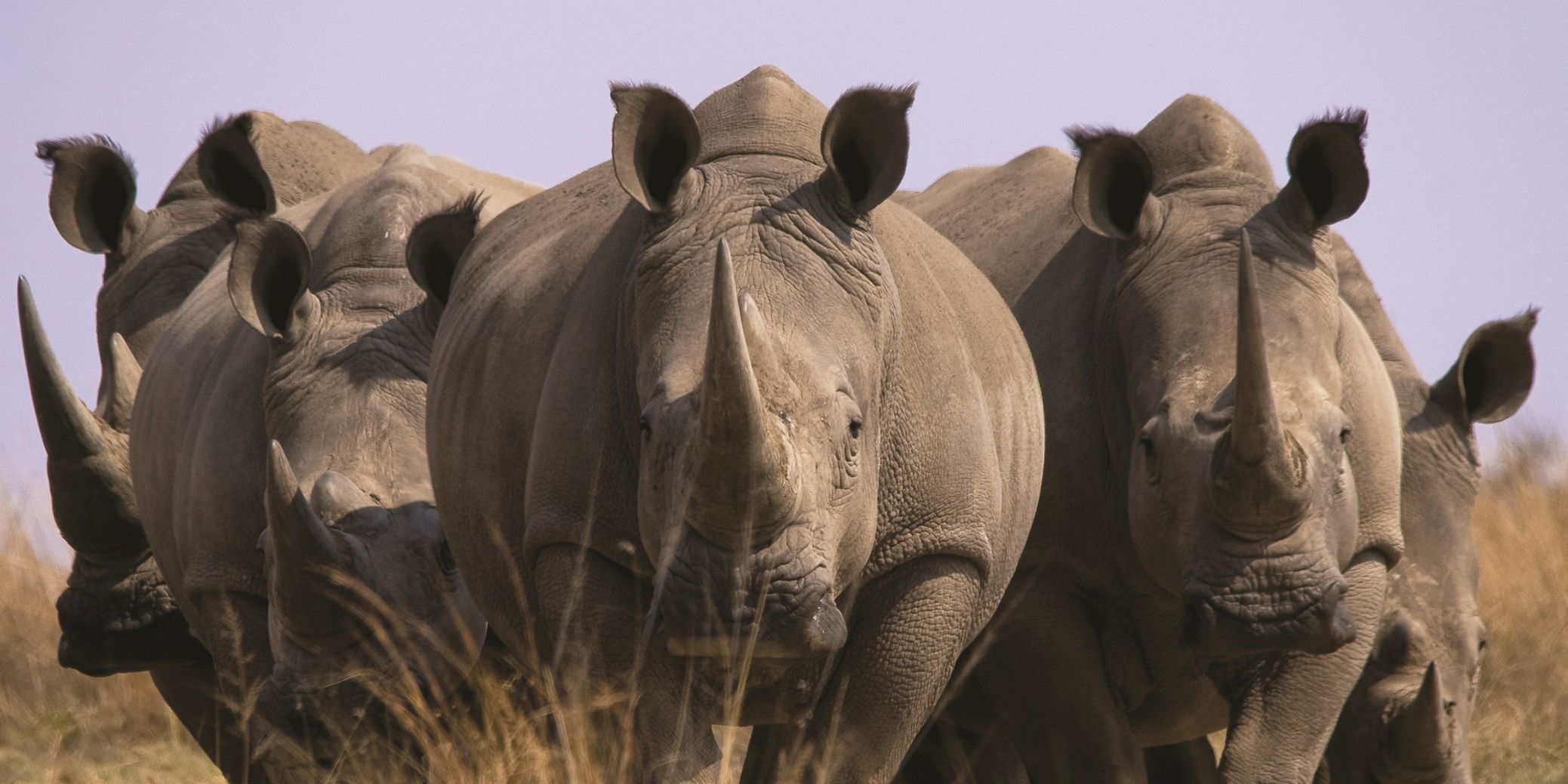 Neushoorns - Zuid-Afrika
