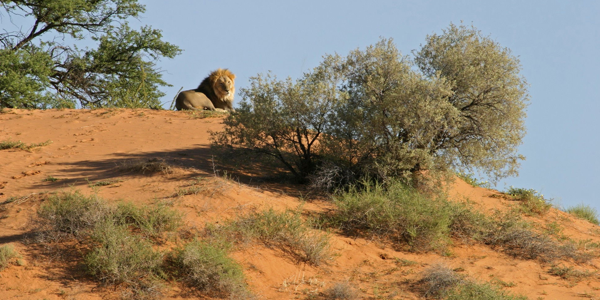 Safari - Leeuw - Zuid-Afrika