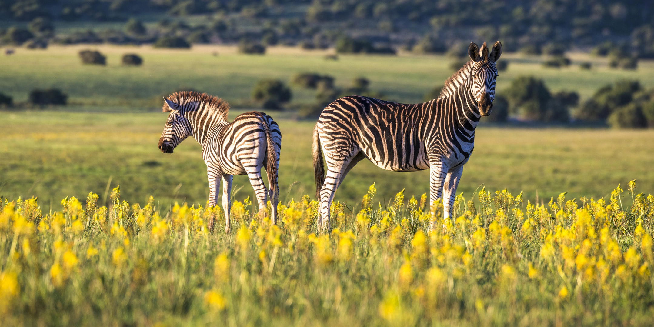 Zebra - Zuid-Afrika