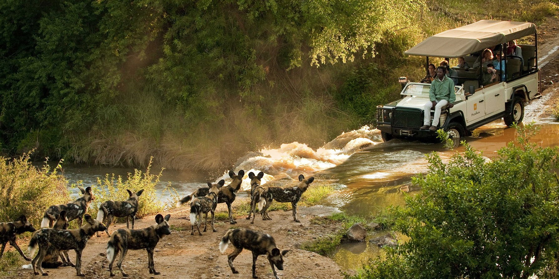 Wildbeleving - Safari - Jeep - Afrika